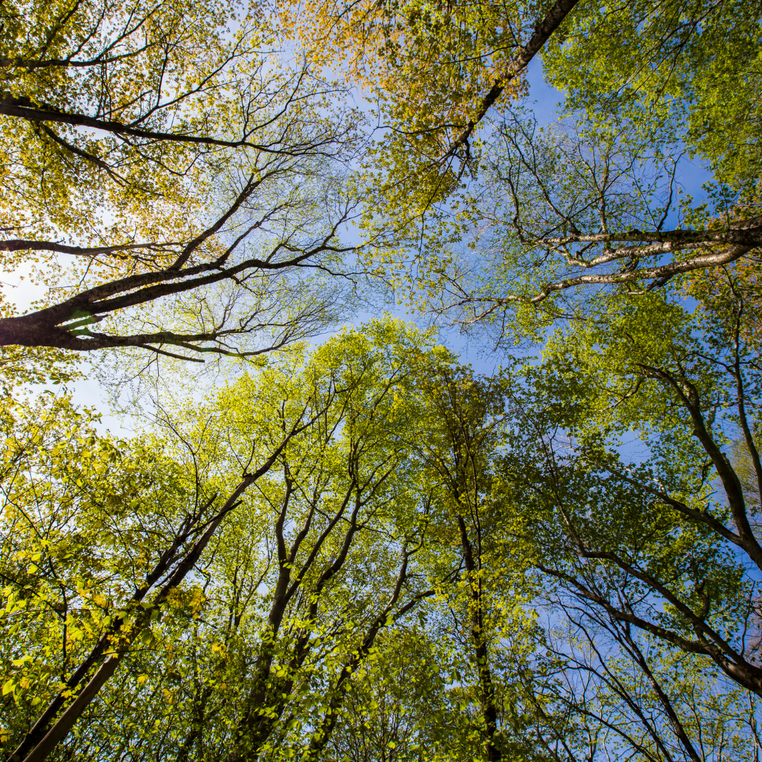 view of trees from below